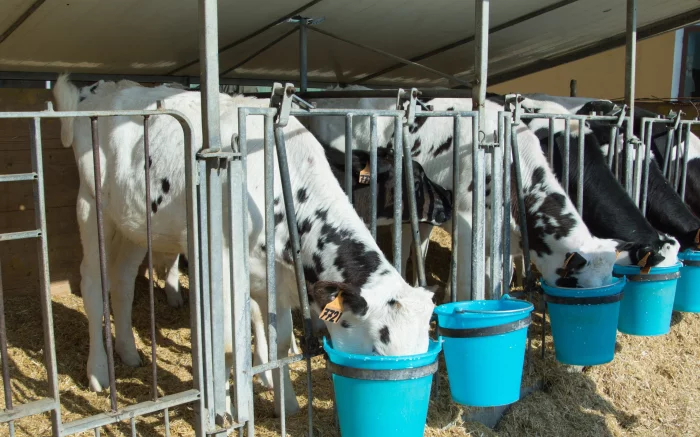 Dairy calves drinking milk replacer fluid